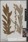 Foto von Salix caprea L. x Salix eleagnos Scop.